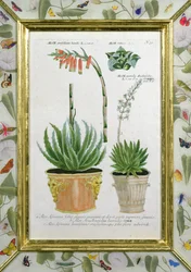 Aloe, vers 1740